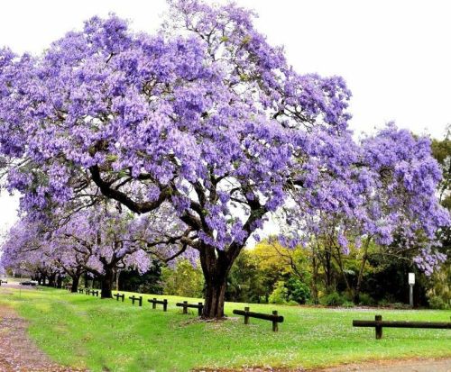 1000PCS Paulownia Seeds Chinese Royal Paulownia Fast Growing Princess Tree Kiri