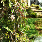 1 POD Dendrobe Seeds (Flower Powder) Dendrobium Orchid Flowers Herba Dendrobii 
