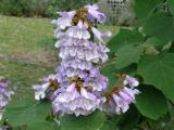 1000PCS Paulownia Seeds Chinese Royal Paulownia Fast Growing Princess Tree Kiri