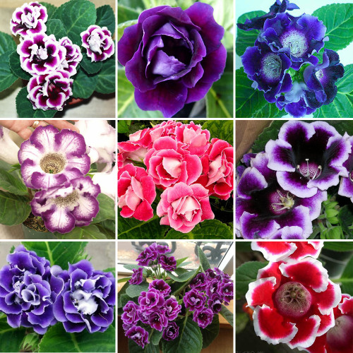 10PCS Sinningia Speciosa Mixed Seeds