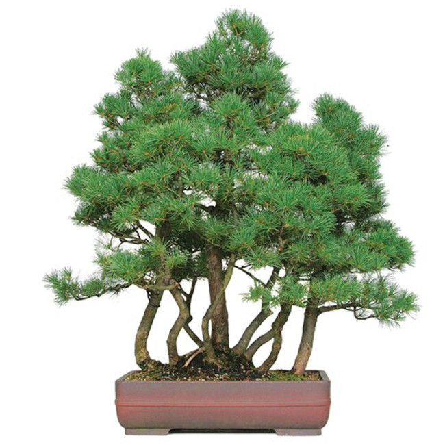 50PCS Japanese Five Needle Pine Seeds