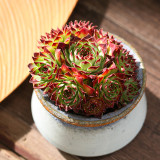 100PCS Sempervivum Hybridum Seeds Hen and Chicks Hardy Perennial Succulent