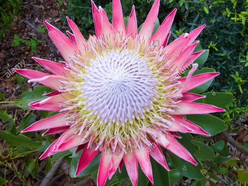 2PCS Protea Cynaroides Seeds Light Pink Big Blooming Flowers Perennial Shurbs