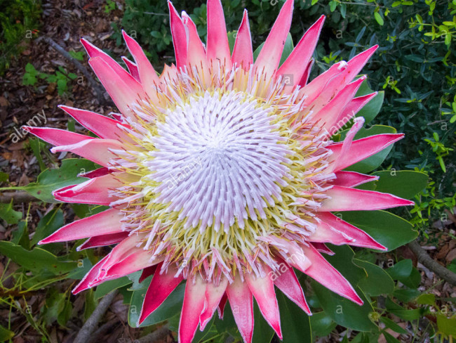 2PCS Protea Cynaroides Seeds Light Pink Big Blooming Flowers Perennial Shurbs