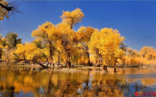 50PCS Populus Euphratica Seeds Ornamental Euphrates Poplar Salt Poplar Tree Hu Yang Tree