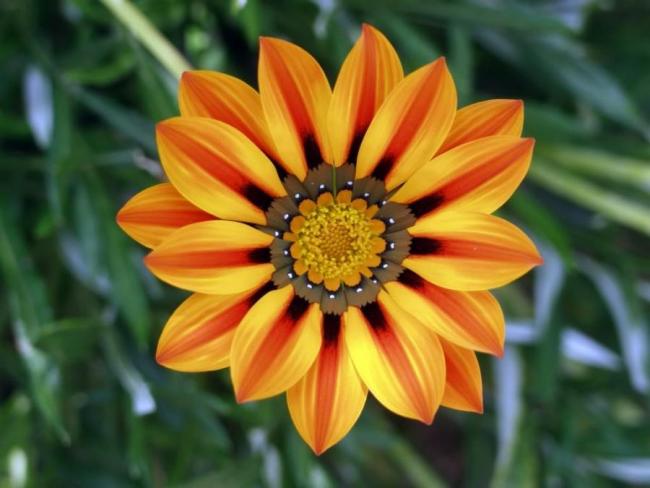 20PCS Orange Gazania Flower Seeds