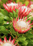 2PCS Protea Cynaroides Hybrid Seeds 100% Real Variety