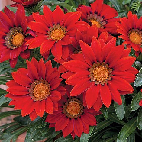20PCS Red Gazania Flower Seeds Treasure Flower 