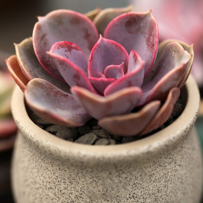 100PCS Echeveria Purpusorum Seeds