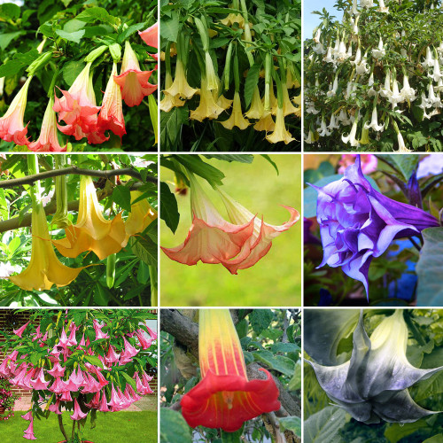 100PCS Brugmansia Datura Mixed Seeds