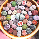 100PCS Lithop Mixed Seeds