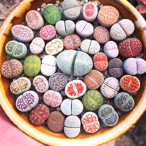 100PCS Lithop Mixed Seeds