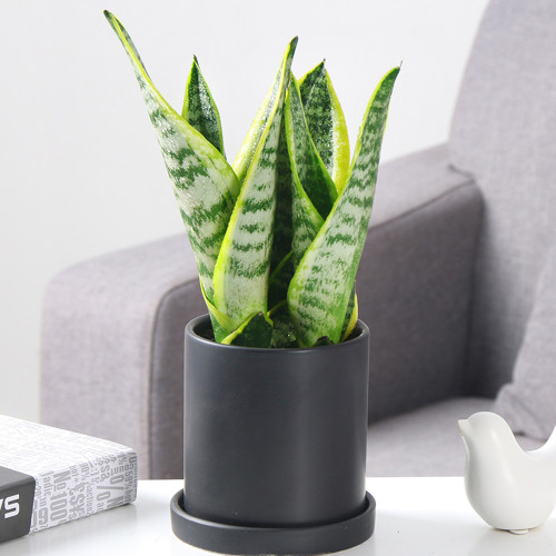 100PCS Colorful Sansevieria Seeds Bonsai Potted Balcony Indoor Plants