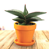 100PCS Colorful Sansevieria Seeds Bonsai Potted Balcony Indoor Plants