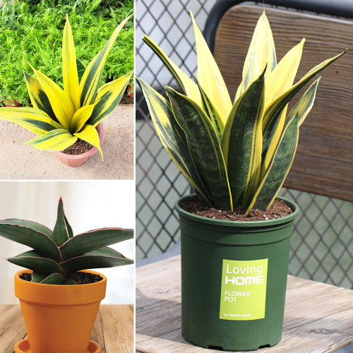100PCS Colorful Sansevieria Seeds Bonsai Potted Balcony Indoor Plants
