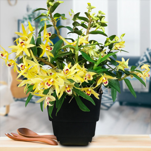 1 POD Dendrobium officinale Seeds (Flower Powder) 