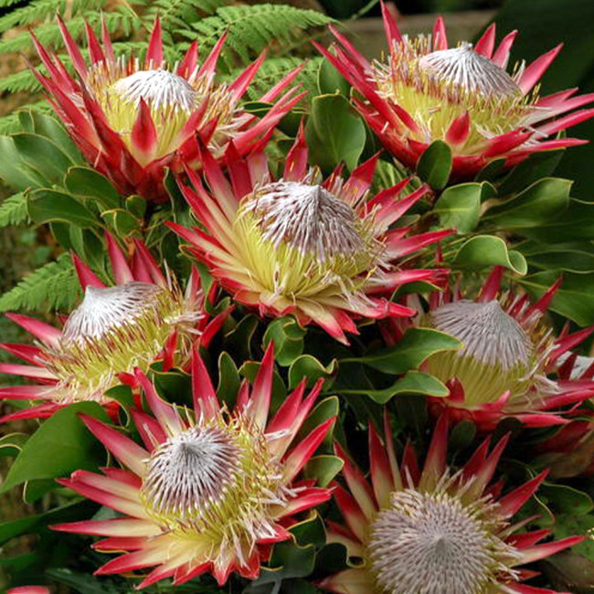 2PCS Protea Cynaroides 'Maddie' Seeds