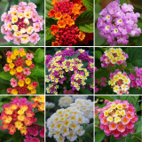 20PCS Lantana Mixed Seeds