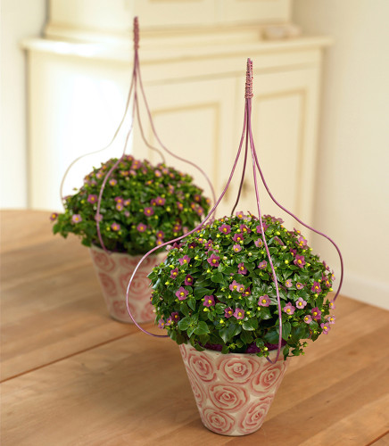 100PCS Exacum Affine Seeds Hybrid F1 Persian Violets