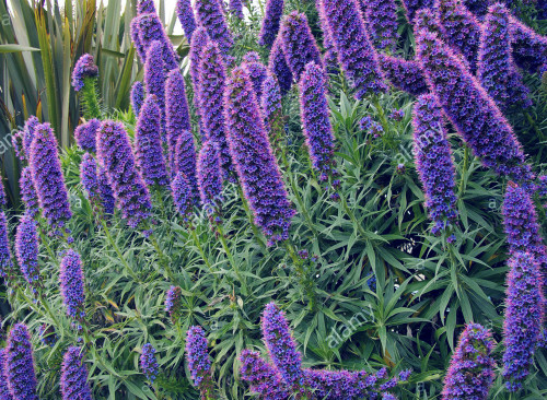 100PCS Echium wildpretii Seeds Monocarpic Plant Biennial