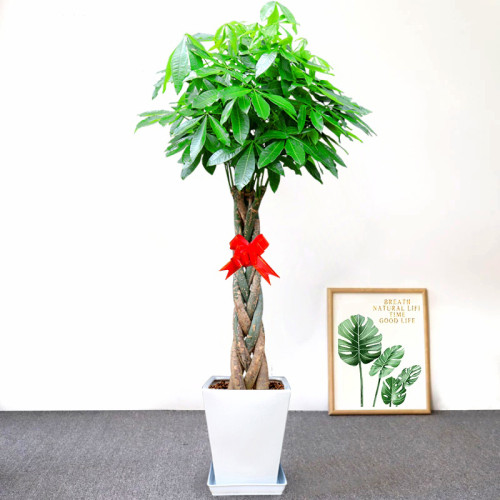 5PCS Pachira Macrocarpa Bonsai Seeds
