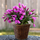 100PCS Schlumbergera Zygocactus Seeds