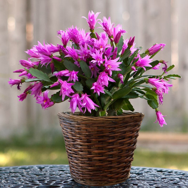 100PCS Schlumbergera Zygocactus Seeds