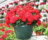 50PCS Red Rieger Begonias Seeds