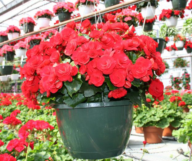 50PCS Red Rieger Begonias Seeds