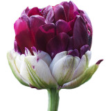10PCS Imported Hydro Tulip Bulbs Fresh Garden Bulbs All Season Planting Available