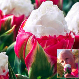 10PCS Imported Hydro Tulip Bulbs Fresh Garden Bulbs All Season Planting Available