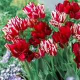 10PCS Imported Hydro Tulip Bulbs Fresh Garden Bulbs All Season Planting Available
