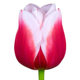 10PCS Imported Hydro Tulip Bulbs Fresh Garden Bulbs All Season Planting Available
