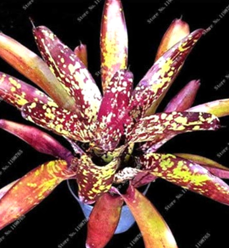 100PCS Cactus Bromeliad Succulent Rare Colorful Flower Bonsai Courtyard Mini Plant Succulent Bonsai DIY Home Garden