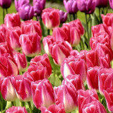 10PCS Imported Hydro Tulip Bulbs Fresh Garden Bulbs All Season Planting Available