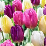 10PCS Imported Hydro Tulip Bulbs Fresh Garden Bulbs All Season Planting Available