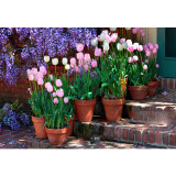 10PCS Imported Hydro Tulip Bulbs Fresh Garden Bulbs All Season Planting Available
