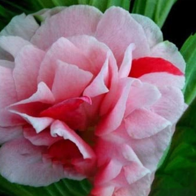 Heirloom 100 Pcs Garden Dwarf Balsam Pretty Double Impatiens Flower Novelty Bonsai Plant Easy to Grow Rare Variety Ornaments