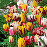 10PCS Imported Hydro Tulip Bulbs Fresh Garden Bulbs All Season Planting Available