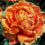 10PCS Imported Hydro Tulip Bulbs Fresh Garden Bulbs All Season Planting Available