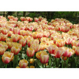 10PCS Imported Hydro Tulip Bulbs Fresh Garden Bulbs All Season Planting Available