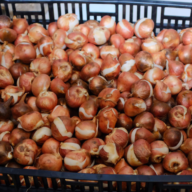 10PCS Imported Hydro Tulip Bulbs Fresh Garden Bulbs All Season Planting Available