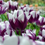 10PCS Imported Hydro Tulip Bulbs Fresh Garden Bulbs All Season Planting Available