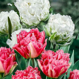 10PCS Imported Hydro Tulip Bulbs Fresh Garden Bulbs All Season Planting Available