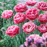 10PCS Imported Hydro Tulip Bulbs Fresh Garden Bulbs All Season Planting Available