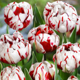 10PCS Imported Hydro Tulip Bulbs Fresh Garden Bulbs All Season Planting Available