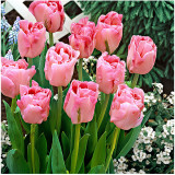 10PCS Imported Hydro Tulip Bulbs Fresh Garden Bulbs All Season Planting Available