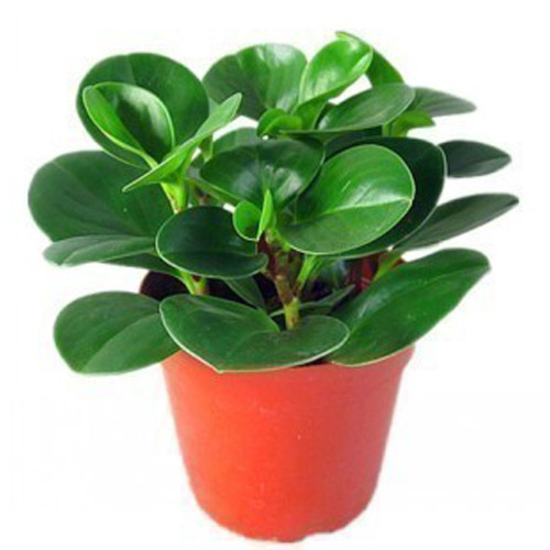 100Pcs Rare Chinese Rare Peperomia Plant Variety Bonsai Tree Garden Novel Plants Anti-Radiation,DIY Home Garden