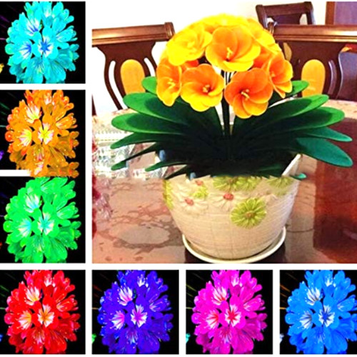 100PCS Gorgeous clivia Seeds (Kaffir Lily), Rare Seeds Plants, Indoor Plant clivia miniata Flowers Flores for Home Garden: Mixed