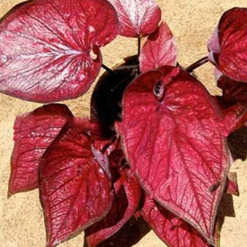 100 Pcs Colorful Thailand Caladium Flower Bonsai, Burnt Rose Elephant Ear Beautiful Bonsai Flower Plants for Home Garden